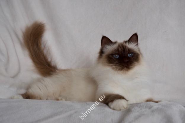 IC, Hiset Laty Mery, CZ (Helena) International Champion birman macska